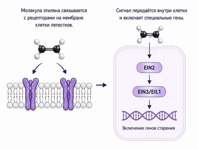 Этилен — один из ключевых факторов старения цветов.